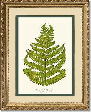 Prolific False Spleenwort Fern Botanical Wall Art Print-Charting Nature