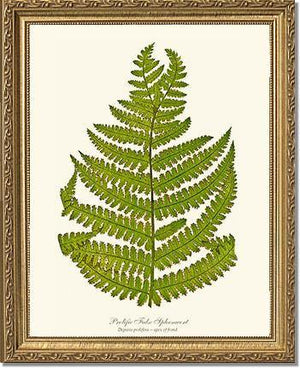 Prolific False Spleenwort Fern Botanical Wall Art Print-Charting Nature