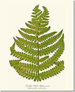 Prolific False Spleenwort Fern Botanical Wall Art Print-Charting Nature