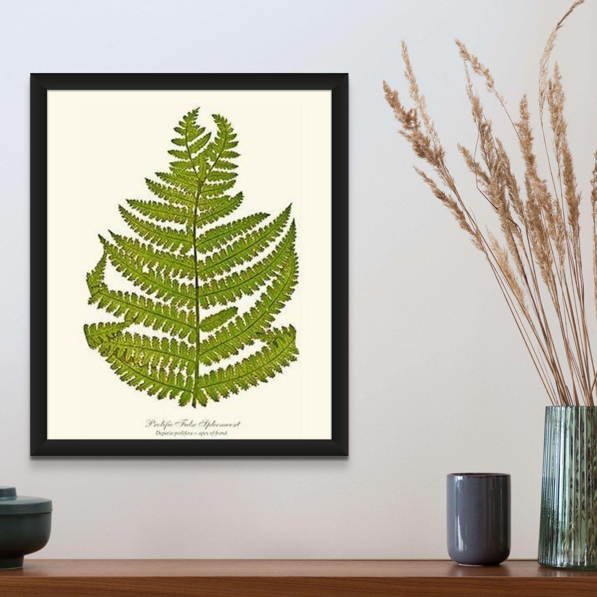 Prolific False Spleenwort Fern Botanical Wall Art Print-Charting Nature