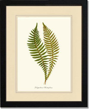 Polypodium hastaefolium Botanical Wall Art Print-Charting Nature