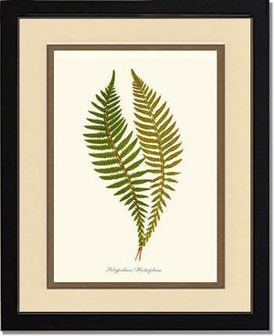 Polypodium hastaefolium Botanical Wall Art Print-Charting Nature