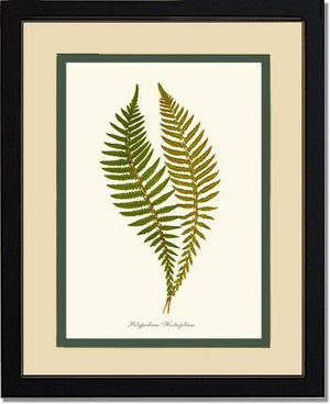 Polypodium hastaefolium Botanical Wall Art Print-Charting Nature