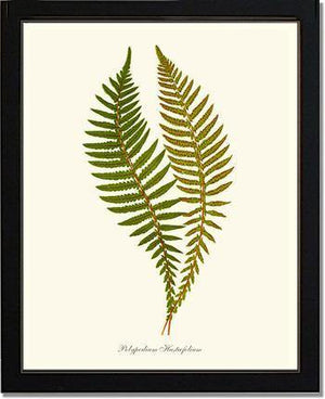 Polypodium hastaefolium Botanical Wall Art Print-Charting Nature