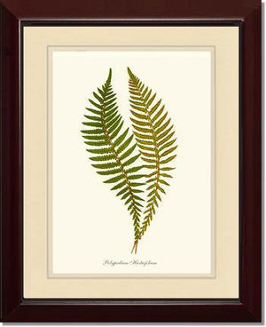 Polypodium hastaefolium Botanical Wall Art Print-Charting Nature