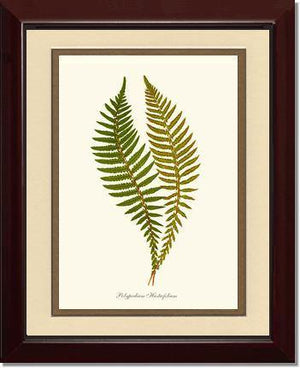 Polypodium hastaefolium Botanical Wall Art Print-Charting Nature