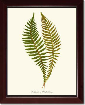 Polypodium hastaefolium Botanical Wall Art Print-Charting Nature