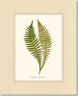 Polypodium hastaefolium Botanical Wall Art Print-Charting Nature