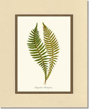 Polypodium hastaefolium Botanical Wall Art Print-Charting Nature