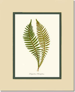 Polypodium hastaefolium Botanical Wall Art Print-Charting Nature