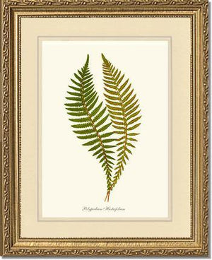 Polypodium hastaefolium Botanical Wall Art Print-Charting Nature