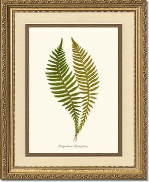 Polypodium hastaefolium Botanical Wall Art Print-Charting Nature