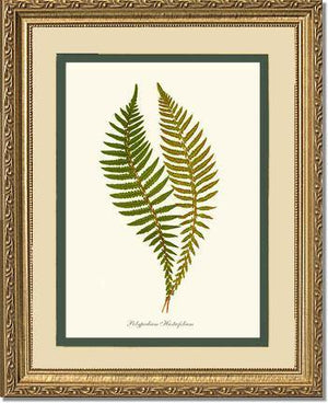 Polypodium hastaefolium Botanical Wall Art Print-Charting Nature