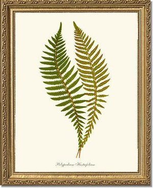 Polypodium hastaefolium Botanical Wall Art Print-Charting Nature