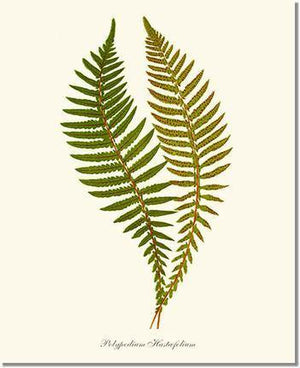 Polypodium hastaefolium Botanical Wall Art Print-Charting Nature