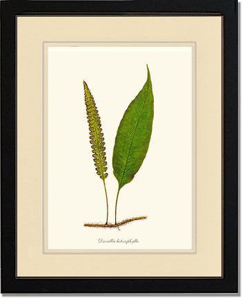 Davallia heterophylla Botanical Wall Art Print-Charting Nature