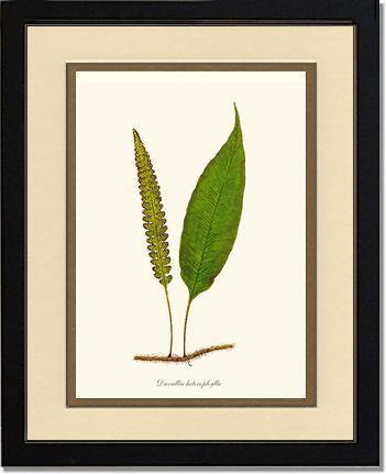 Davallia heterophylla Botanical Wall Art Print-Charting Nature