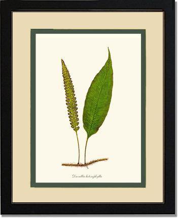 Davallia heterophylla Botanical Wall Art Print-Charting Nature