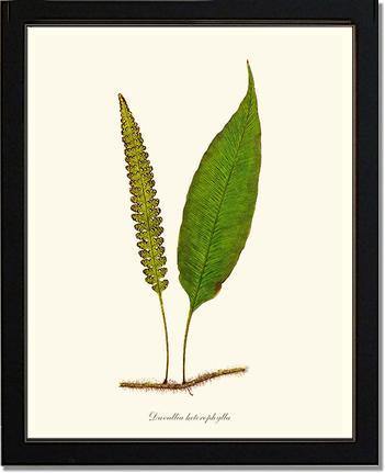 Davallia heterophylla Botanical Wall Art Print-Charting Nature