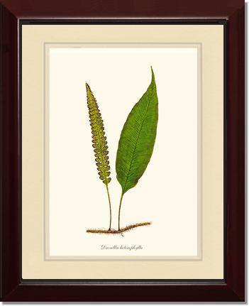 Davallia heterophylla Botanical Wall Art Print-Charting Nature