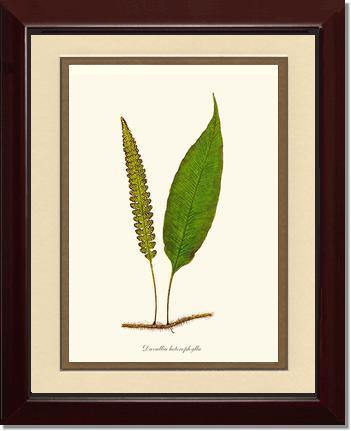 Davallia heterophylla Botanical Wall Art Print-Charting Nature