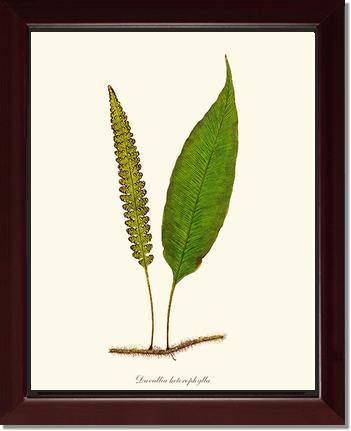 Davallia heterophylla Botanical Wall Art Print-Charting Nature