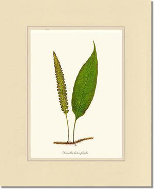 Davallia heterophylla Botanical Wall Art Print-Charting Nature