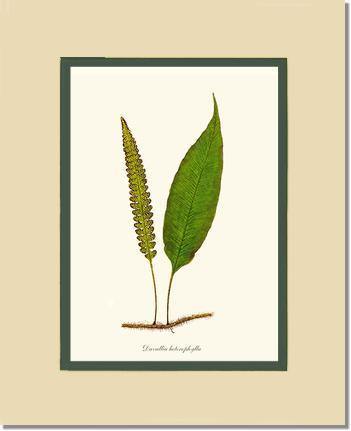 Davallia heterophylla Botanical Wall Art Print-Charting Nature