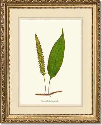 Davallia heterophylla Botanical Wall Art Print-Charting Nature
