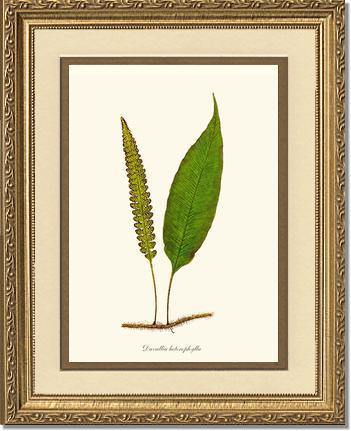 Davallia heterophylla Botanical Wall Art Print-Charting Nature