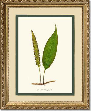 Davallia heterophylla Botanical Wall Art Print-Charting Nature