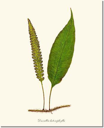 Davallia heterophylla Botanical Wall Art Print-Charting Nature