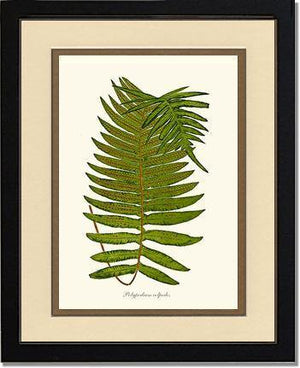 Polypodium colpodes Botanical Wall Art Print-Charting Nature