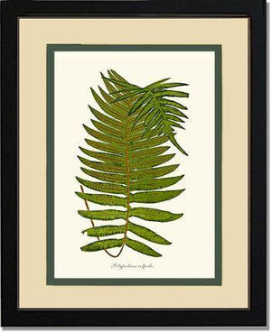 Polypodium colpodes Botanical Wall Art Print-Charting Nature