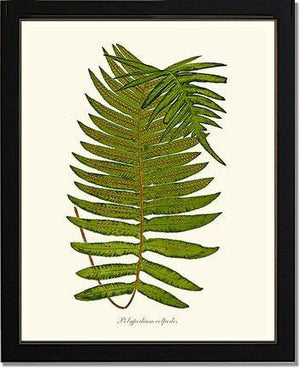 Polypodium colpodes Botanical Wall Art Print-Charting Nature