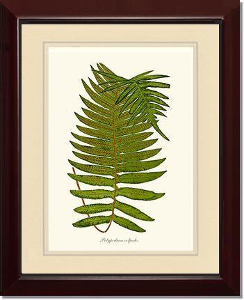 Polypodium colpodes Botanical Wall Art Print-Charting Nature