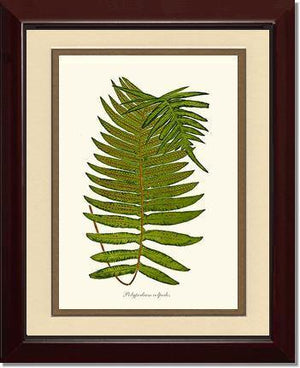 Polypodium colpodes Botanical Wall Art Print-Charting Nature