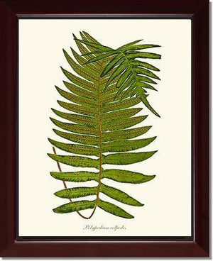 Polypodium colpodes Botanical Wall Art Print-Charting Nature