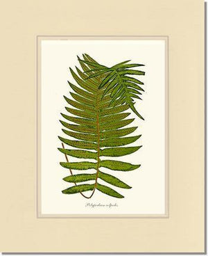 Polypodium colpodes Botanical Wall Art Print-Charting Nature