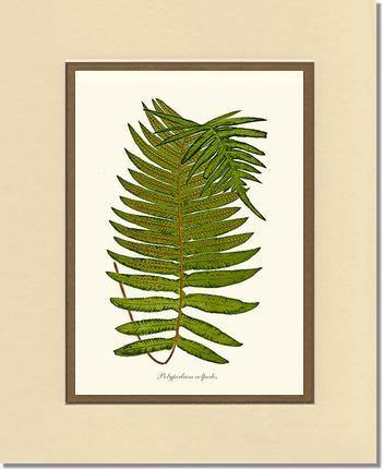 Polypodium colpodes Botanical Wall Art Print-Charting Nature