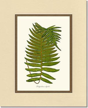 Polypodium colpodes Botanical Wall Art Print-Charting Nature