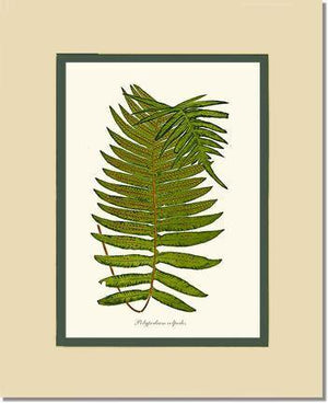 Polypodium colpodes Botanical Wall Art Print-Charting Nature