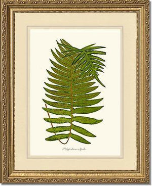 Polypodium colpodes Botanical Wall Art Print-Charting Nature