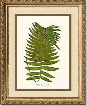 Polypodium colpodes Botanical Wall Art Print-Charting Nature