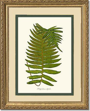 Polypodium colpodes Botanical Wall Art Print-Charting Nature