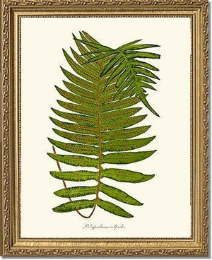 Polypodium colpodes Botanical Wall Art Print-Charting Nature