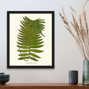 Polypodium colpodes Botanical Wall Art Print-Charting Nature