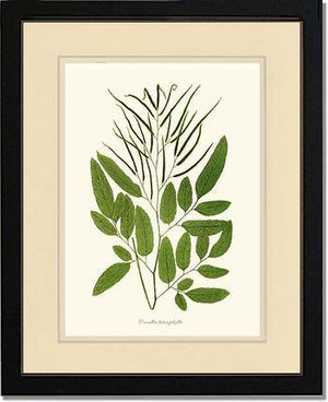 Ceratodactylis osmundioides Botanical Wall Art Print-Charting Nature