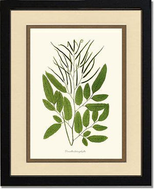 Ceratodactylis osmundioides Botanical Wall Art Print-Charting Nature