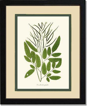 Ceratodactylis osmundioides Botanical Wall Art Print-Charting Nature